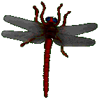 A red dragonfly that looks as if it's sitting on the text box, flapping its wings